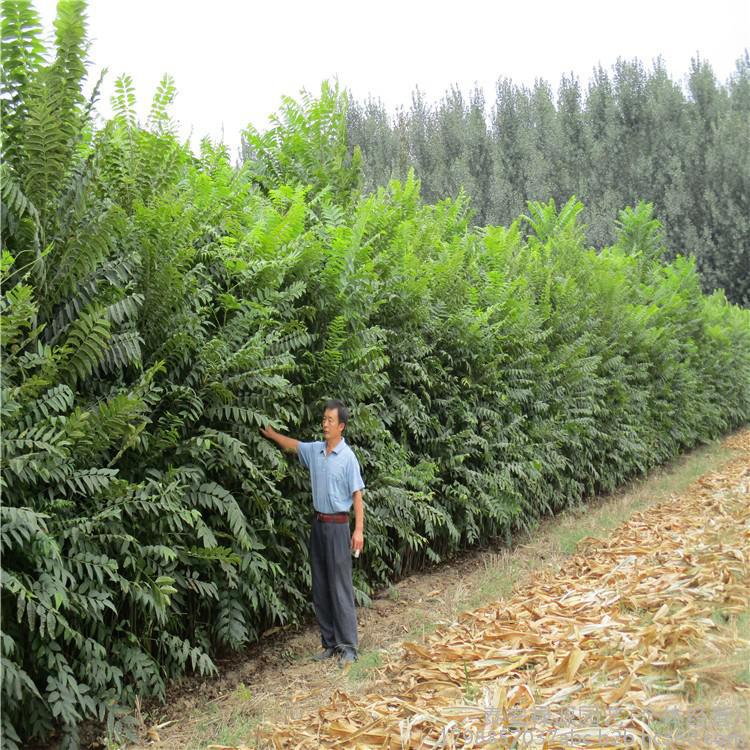 山东大量香椿种植基地 大量供应香椿苗 红油香椿苗 规格齐全 量大优惠图片_高清图_细节图-泰安禄源园艺(个体经营) -