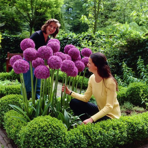 种子大花多年生花卉绿植盆栽庭院花园植物花种家庭园艺种子