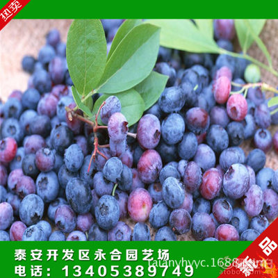 【永和园艺场蓝莓树三年生杜克蓝莓树钱一株南北方品种.】泰安开发区永合园艺场 - 产品库