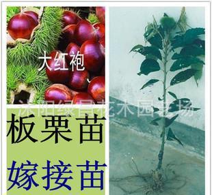 嫁接大红袍板栗苗 庭院栽植果树苗当年挂果 适合南方北方栽植果