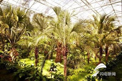 寿光菜博会精彩抢先看:蔬菜种植还能玩出这些“新花样”