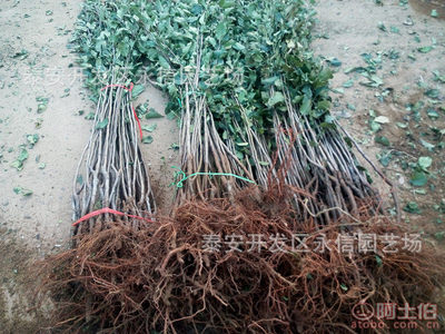 【江西上饶适合种植水果】泰安开发区永信园艺场 - 产品库