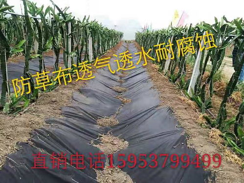 【新民市种植果树防草布哪里卖除草布成本闫经理告诉你】- 
