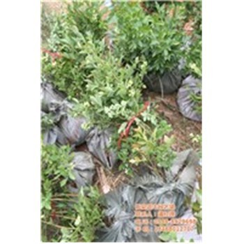 蓝莓苗种植基地、蓝莓苗、泰安蓝丰园艺场-企汇网
