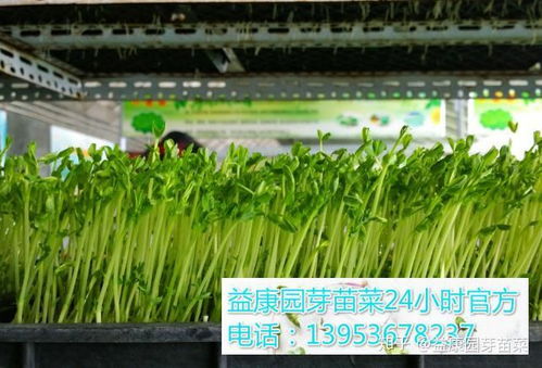 益康园富氧有机黄瓜的高效无土栽培技术全过程解密