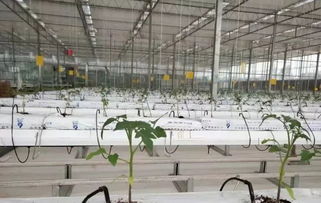 12种基质,27种基质配方,收好