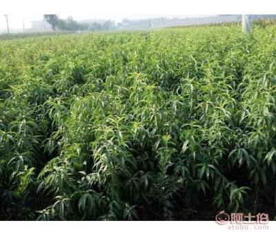 【桃树苗种植厂家】泰安高新区泰山园艺总场 - 产品库