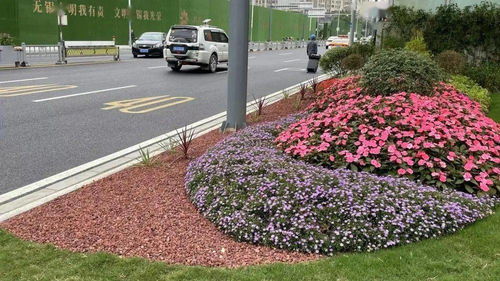 主干道变身 景观花园