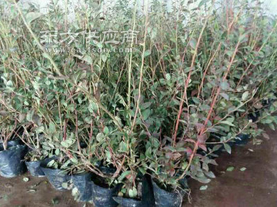 蓝莓苗-蓝莓苗种植基地-亿通园艺批发