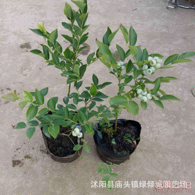 【绿倾城园艺批发蓝莓树苗兔眼蓝莓盆栽现货蓝莓苗南北方种植当年结果】沭阳县庙头镇绿倾城园艺场 - 产品库