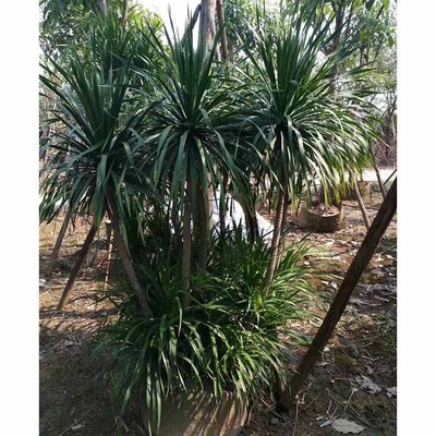 多头龙血树假植苗供应 多杆龙血树容器苗 绿化龙树移栽苗 多种规格