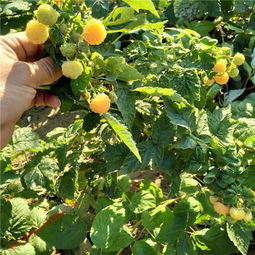 【苗圃直销双季树莓苗当年结果见效树莓苗种植管理技术资料】-
