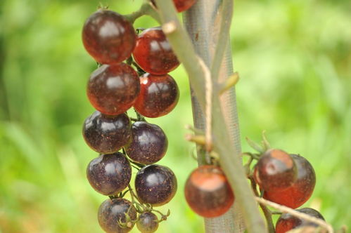 2019年砚山蔬菜园艺博览会上的 绿色食品 西红柿