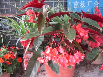 四季花卉种植图片|四季花卉种植产品图片由中山市东区广茵园艺工程部公司生产提供-