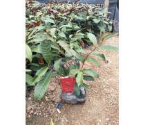 【广州红背桂、红背桂种植基地】龙海市东泗绿盈园艺场 - 产品库