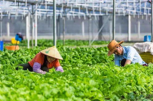 脱贫攻坚万宁策丨创新农业保险为万宁特色产业撑起 保护伞