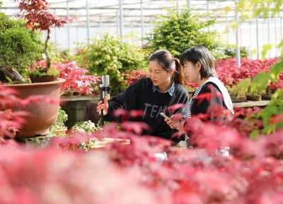 联合国发布数字农业报告 沭阳农村电商案例入选