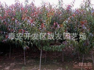 【当年红叶碧桃销售价格5公分6公分红叶碧桃装车碧桃种植】泰安开发区战友园艺场 - 产品库