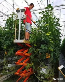 从番茄工厂化种植,解析荷兰温室优质高产的原因