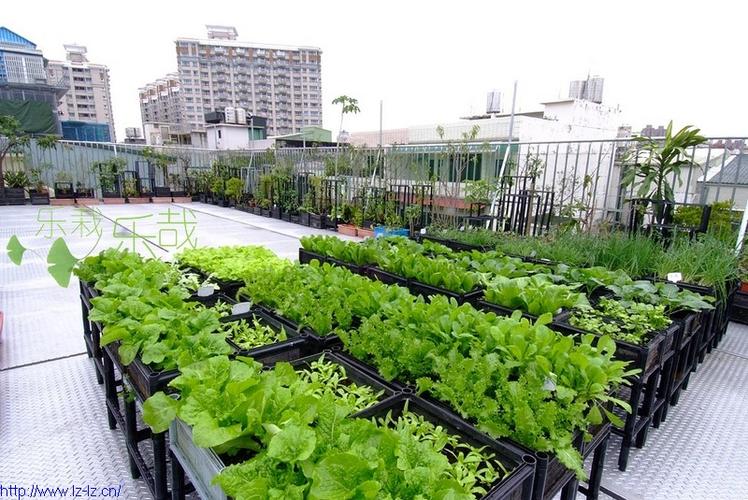 供应顶楼蔬菜种植,屋顶菜园 - 广州乐栽乐哉园艺产品种植科技
