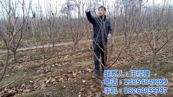 吉塞拉樱桃苗的栽培 泰安隆发 吉塞拉樱桃苗