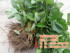 草莓苗,3公分草莓苗,泰安蓝丰园艺场 认证商家
