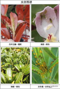 南方沿海地区近期主要病虫害预报