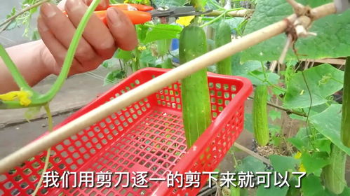 家里也能种黄瓜 园艺师教你,利用废旧篮筐,在家里种出有机黄瓜