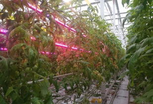 亩产高达3.7万斤 中国最大的番茄工厂化种植温室原来长这样