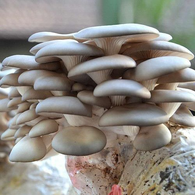 灌南电商推动三大特色农产品做大做强