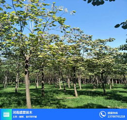 楸树求购信息 河南楸树 盛霖苗木 查看