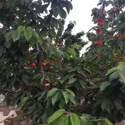 贵州寻找大樱桃苗厂家 种植甜心樱桃苗具备什么条件 新闻
