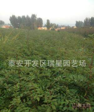 【湖南花椒苗,湖南花椒树苗种植,荒山果树苗--花椒树苗】泰安开发区瑞星园艺场 - 产品库