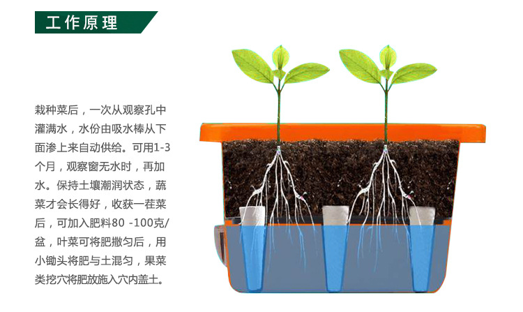 结实耐用、绿色环保 自动恒湿盆 科学种植 园艺新产品