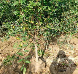 河阴软籽石榴树 河阴软籽石榴树种植管理