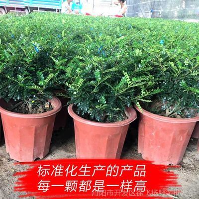 这是什么树?能驱蚊?