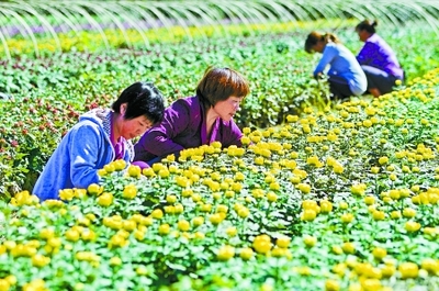 秋菊盛开花农笑