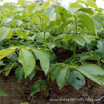 【鼎力现货供应核桃苗高产易管理核桃苗种植技术嫁接品种核桃苗价格】泰安开发区鼎力园艺场 - 产品库
