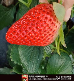 美德莱特草莓苗,伊春草莓苗,双湖火龙果苗 查看