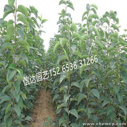 青岛即墨2年生梨树苗适应性强