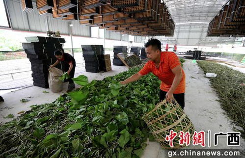 广西融安县种桑养蚕工厂化 结出脱贫 致富茧