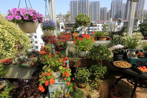 羡慕哭了 萧山阿姨用200多种花草,把家里50平米露台打造成屋顶花园