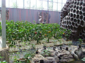 阳光房 温室阳光房 温室阳光房介绍