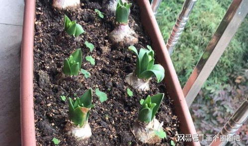 家庭园艺 栽种1盆风信子,需要具备什么条件才能花开锦绣