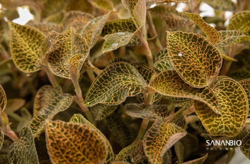 老洪划重点 植物工厂能为我们带来什么