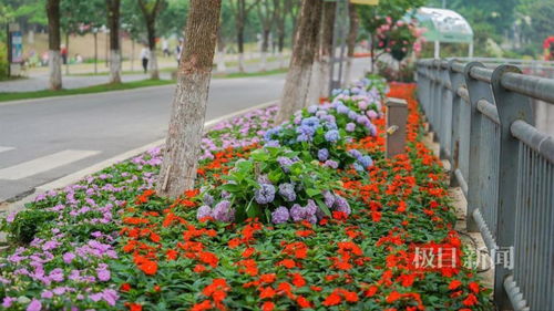 观奇花,学园艺 上千种花卉怒放世界花园大会