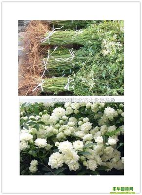 供应无刺蔷薇、藤本月季、玫瑰、波斯菊