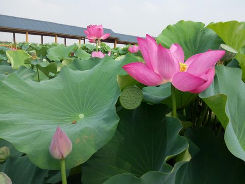 荷花带出大产业 农民走上致富路