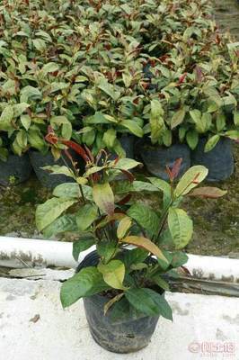 【红背桂种植基地销售质优价廉哪里有】龙海市东泗兴辉园艺场 - 产品库