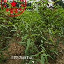 泰安开发区瑞康苗木园艺场 供应产品